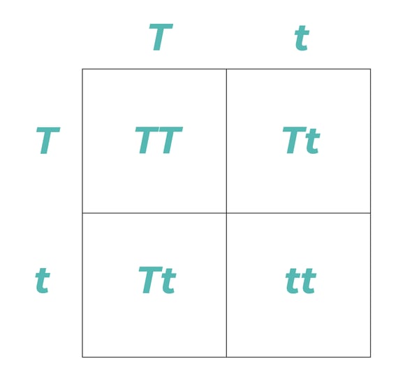 Punnett Square